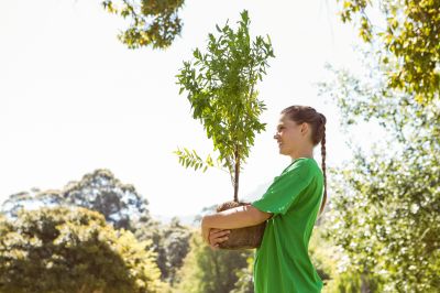 Apple Tree Planting in Honolulu, HI